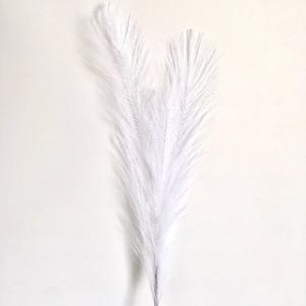 White Feather Grass 77cm