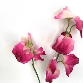 Cerise Sweetpea 46cm