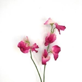 Cerise Sweetpea 46cm