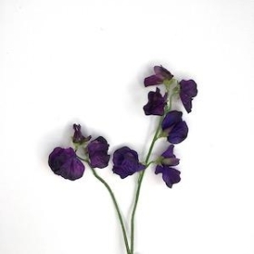 Purple Sweetpea 46cm