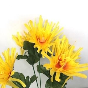 Yellow Spider Chrysanthemum Bush 33cm