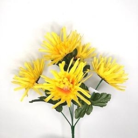 Yellow Spider Chrysanthemum Bush 33cm