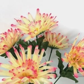 Pink Spider Chrysanthemum Bush 33cm