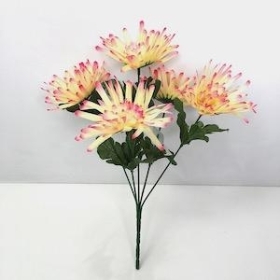 Pink Spider Chrysanthemum Bush 33cm