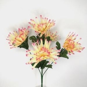 Pink Spider Chrysanthemum Bush 33cm