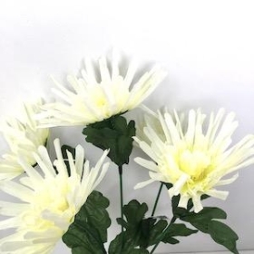 Ivory Spider Chrysanthemum Bush 33cm