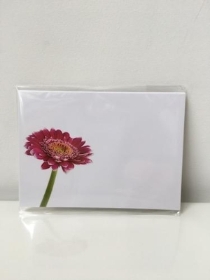 Gerbera Florist Cards x 6