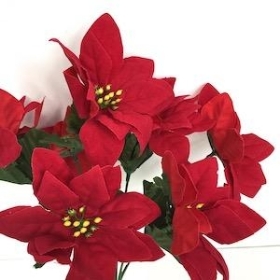 Red Velvet Poinsettia Bush 30cm