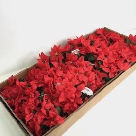 48 x Red Poinsettia Bush 30cm