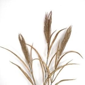 Brown Wheat Spray 75cm