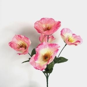 Pink Wild Poppy Bush 32cm
