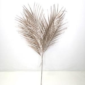 Champagne Areca Palm 65cm