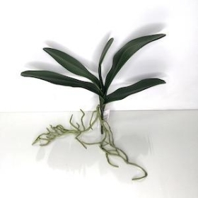 Orchid Leaves And Roots 30cm