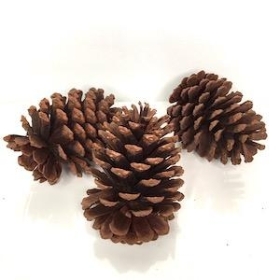 Large Natural Pinecones x 6