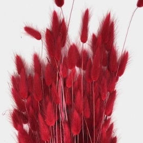 Dried Red Bunny Tails 65cm