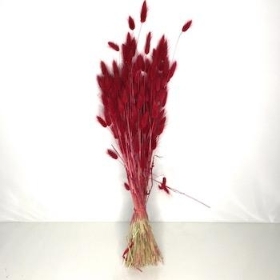 Dried Red Bunny Tails 65cm