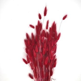 Dried Red Bunny Tails 65cm