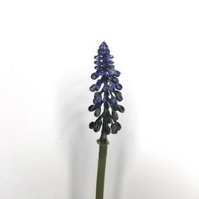 Blue Muscari Bundle 24cm