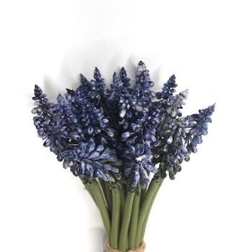 Blue Muscari Bundle 24cm