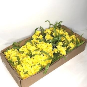 48 x Yellow Mini Daffodil Bush 34cm