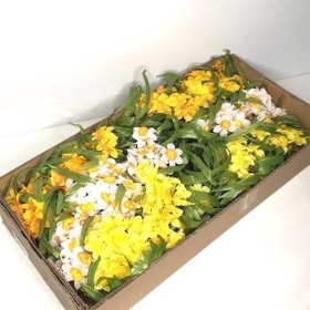 48 x Assorted Mini Daffodil Bush 31cm