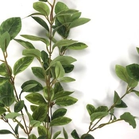 Green Pittosporum Spray 60cm