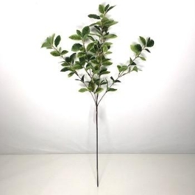 Green Pittosporum Spray 60cm