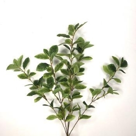 Green Pittosporum Spray 60cm