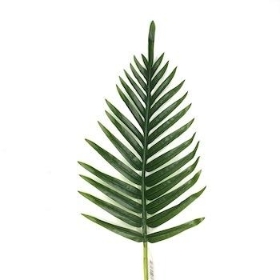 Green Palm 65cm