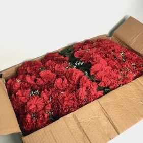 48 x Red Carnation Bush 32cm