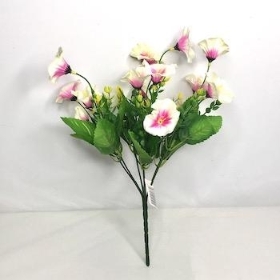 Ivory Pink Morning Glory Bush 31cm