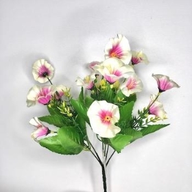 Ivory Pink Morning Glory Bush 31cm