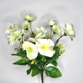 Ivory Morning Glory Bush 31cm