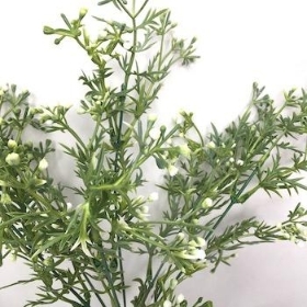 White Heather Bush 34cm