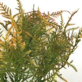 Brown Asparagus Fern Bush 34cm