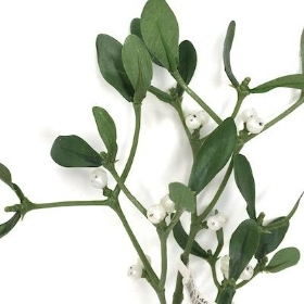 Mistletoe 37cm