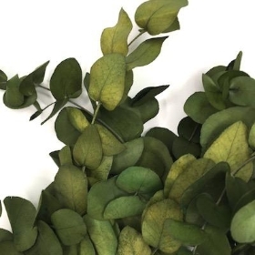 Dried Vintage Green Eucalyptus 60cm