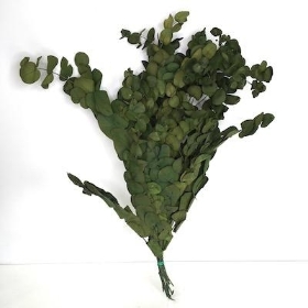 Dried Vintage Green Eucalyptus 60cm