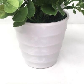 White Daisy And Euc In Pot 13cm