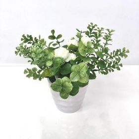 White Daisy And Euc In Pot 13cm