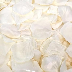 Cream Rose Petals x 1000